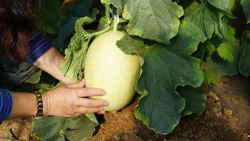 吃瓜网怎么进不去了,吃瓜网无法访问背后的真相与解决方案