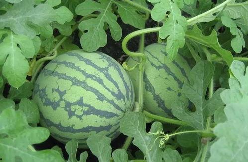 盐城网红吃瓜事件真相,真相背后引人深思