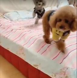 吃瓜网红事件狗子,狗子成焦点，揭秘背后真相