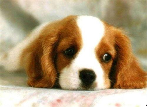 网红视频吃瓜狗图片,萌态可掬的瞬间捕捉