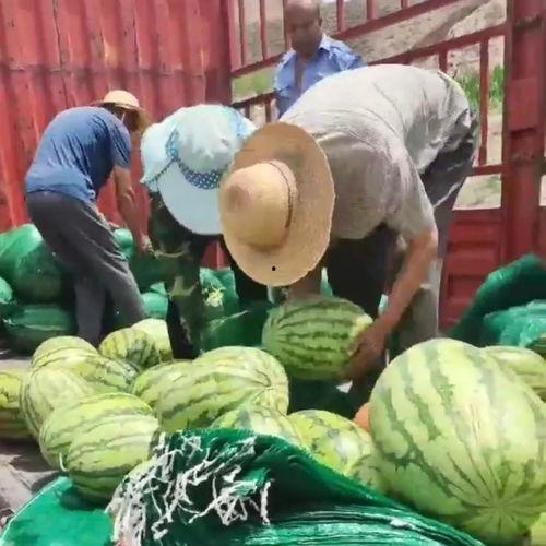 吃瓜网热门事件曹县,吃瓜网热议事件背后的真相与反思