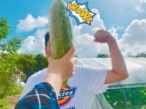 网红八卦吃瓜,吃瓜群众眼中的八卦风云