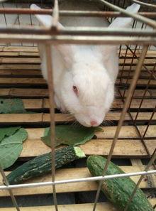 台湾网红小兔子吃瓜视频,揭秘网红幕后生活