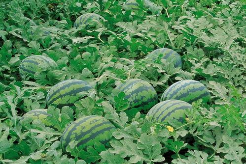 邳州网红吃瓜群微信群号