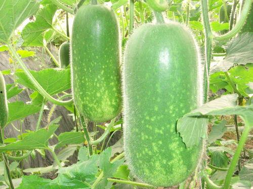 正能量网红吃瓜图片高清