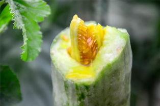 网红吃瓜公众号都有哪些,热门话题背后的真相与趣味