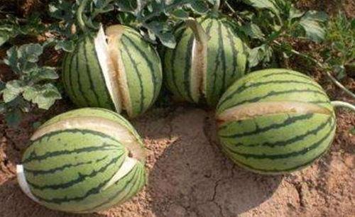 广西网红吃瓜事件真相