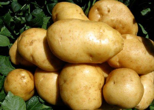 土豆直播间网红吃瓜事件,一场网络狂欢背后的争议与反思