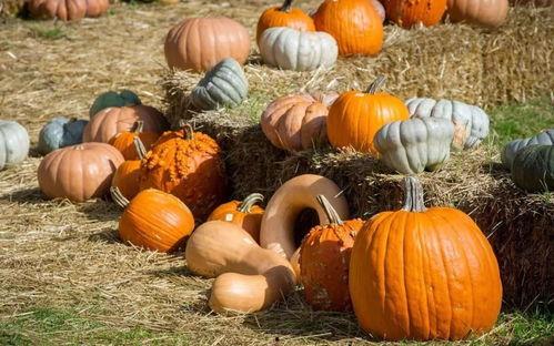 51吃瓜群众网入口,带你走进网络吃瓜文化的盛宴