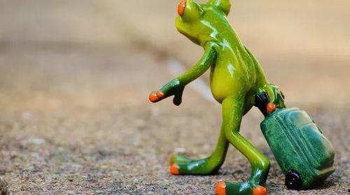 网红蛙卖崽吃瓜